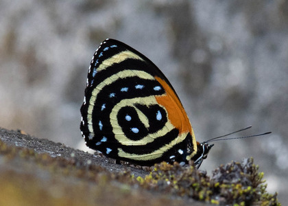 The butterfly Callicore cynosura photographed in Peru