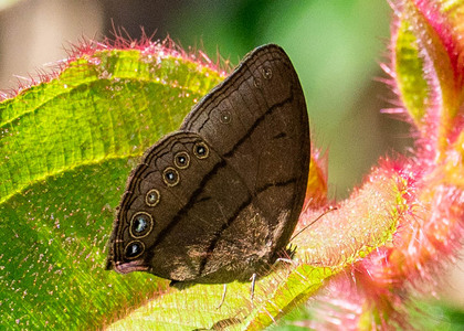 The butterfly Erichthodes antonina photographed in Mariposa, Santa Anna Bridge,Peru
