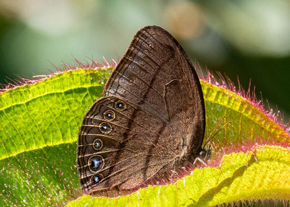 The butterfly Erichthodes antonina photographed in Peru