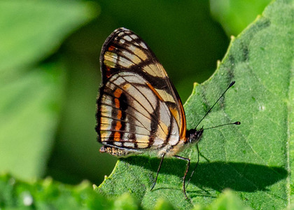 The butterfly Eresia polina photographed in Peru
