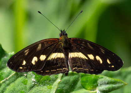 The butterfly Eresia polina photographed in Mariposa, Santa Anna Bridge,Peru