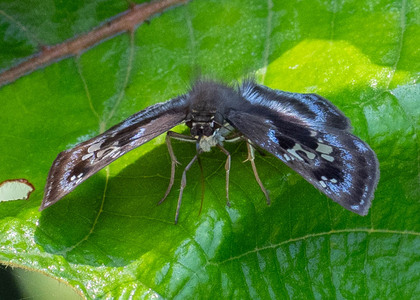 The butterfly Quadrus cerialis photographed in Peru