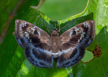 The butterfly Quadrus cerialis photographed in Mariposa, Santa Anna Bridge,Peru