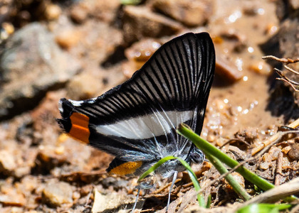 The butterfly Siseme neurodes photographed in Mariposa, Santa Anna Bridge,Peru