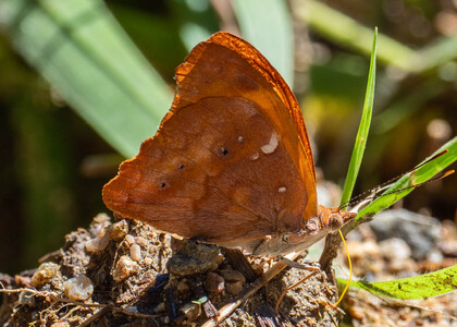 The butterfly Temenis laothoe photographed in Mariposa, Santa Anna Bridge,Peru