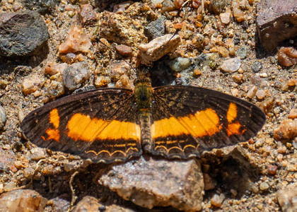 The butterfly Telenassa teletusa burchelli photographed in Mariposa, Santa Anna Bridge,Peru
