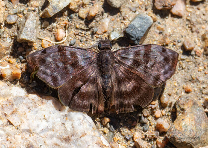 The butterfly Ebrietas anacreon photographed in Mariposa, Santa Anna Bridge,Peru