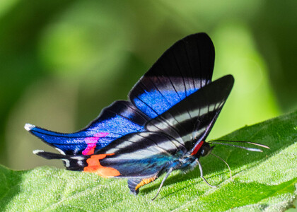 The butterfly Rhetus dysonii psecas photographed in Mariposa, Santa Anna Bridge,Peru