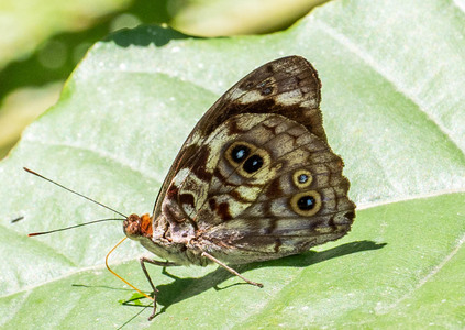 The butterfly Eunica malvina photographed in Mariposa, Santa Anna Bridge,Peru