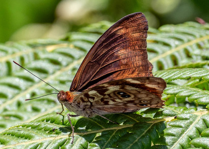 The butterfly Eunica malvina photographed in Peru