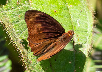 The butterfly Eunica malvina photographed in Peru