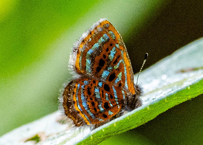 The butterfly Sarota gyas photographed in Mariposa, Santa Anna Bridge,Peru