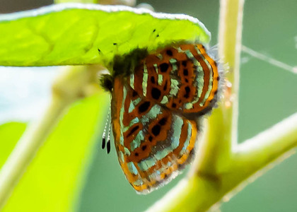 The butterfly Sarota gyas photographed in Peru