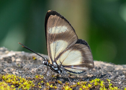 The butterfly Monethe albertus albertus photographed in Mariposa, Santa Anna Bridge,Peru