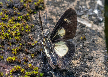 The butterfly Monethe albertus albertus photographed in Peru