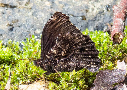The butterfly Steroma superba photographed in RIo Pampa Hermosa,Peru