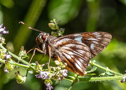The butterfly Perichares  (undescribed species) photographed in Mariposa, Santa Anna Bridge,Peru