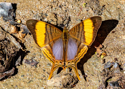 The butterfly Marpesia corinna photographed in Peru