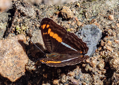 The butterfly Adelpha olynthia photographed in Peru