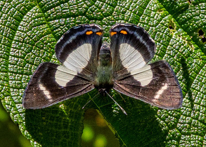 The butterfly Siseme alectryo  lucilius photographed in RIo Pampa Hermosa,Peru