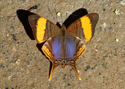 The butterfly Marpesia corinna photographed in Peru