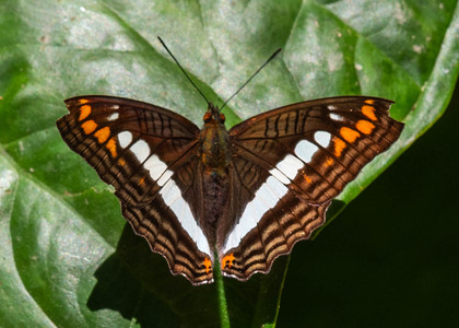 The butterfly Adelpha alala negra photographed in Peru