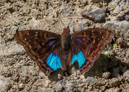 The butterfly Doxocopa cyane cyane photographed in Peru