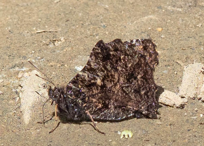 The butterfly Steroma superba photographed in Peru