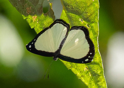 The butterfly Imelda aenetus photographed in RIo Pampa Hermosa,Peru