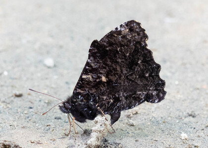 The butterfly Steroma superba photographed in Peru