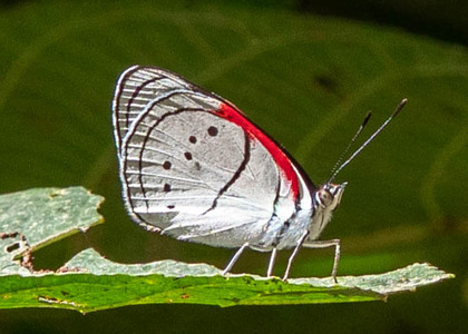 The butterfly Mesotaenia vaninka photographed in RIo Pampa Hermosa,Peru