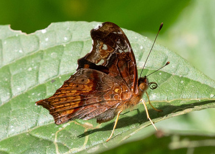 The butterfly Hypanartia cinderella photographed in RIo Pampa Hermosa,Peru