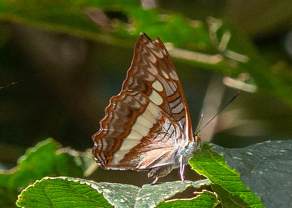 The butterfly Adelpha alala negra photographed in Peru