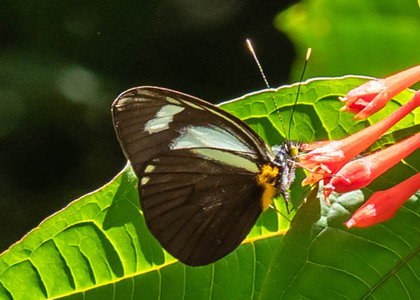 The butterfly Leptophobia cinerea photographed in RIo Pampa Hermosa,Peru