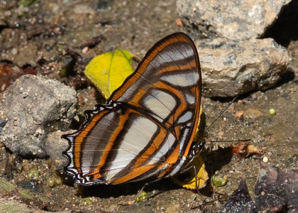 The butterfly Metamorpha elissa photographed in RIo Pampa Hermosa,Peru