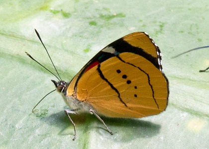 The butterfly Perisama humboldtii photographed in RIo Pampa Hermosa,Peru