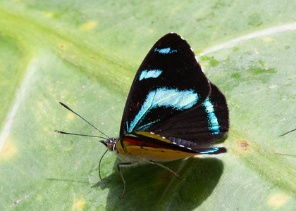The butterfly Perisama humboldtii photographed in Peru