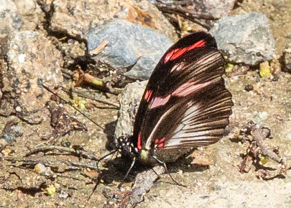 The butterfly Heliconius telesiphe telesiphe photographed in Peru