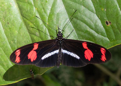 The butterfly Heliconius telesiphe telesiphe photographed in Peru