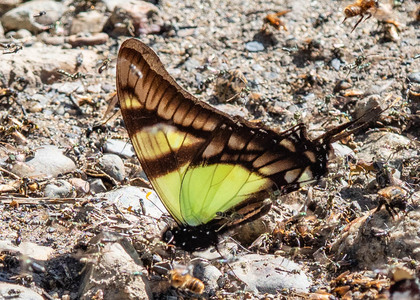 The butterfly Eurytides serville serville photographed in RIo Pampa Hermosa,Peru