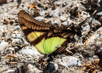The butterfly Eurytides serville serville photographed in RIo Pampa Hermosa,Russia