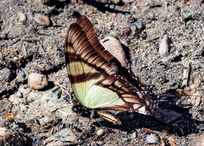The butterfly Eurytides serville serville photographed in Mariposa, Santa Anna Bridge,Peru