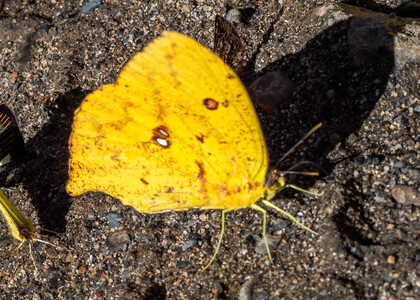 The butterfly Phoebis neocypris photographed in RIo Pampa Hermosa,Peru