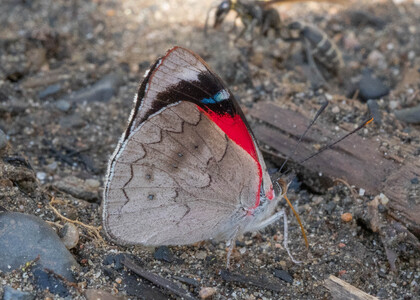 The butterfly Perisama calamis photographed in RIo Pampa Hermosa,Peru
