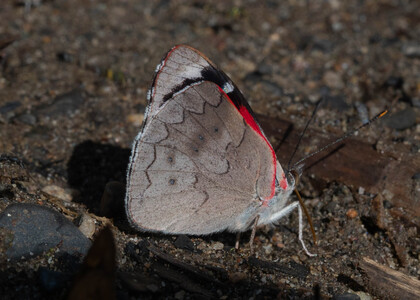 The butterfly Perisama calamis photographed in Peru