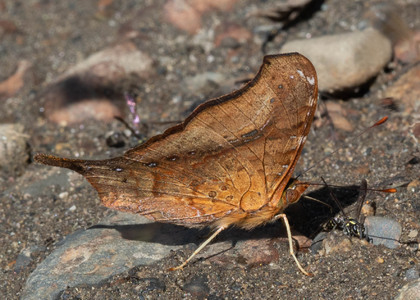 The butterfly Hypanartia dione dione photographed in RIo Pampa Hermosa,Peru