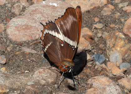 The butterfly Siproeta epaphus photographed in RIo Pampa Hermosa,Peru