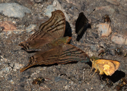 The butterfly Hypanartia dione dione photographed in Peru