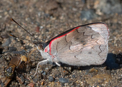 The butterfly Perisama calamis photographed in Peru