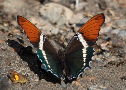 The butterfly Siproeta epaphus photographed in Peru